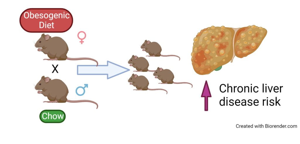 Mouse model of maternal obesogenic diet exposure to evaluate programming of offspring liver disease. Created with Biorender.com
